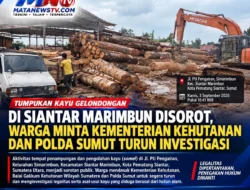 Tumpukan Kayu Gelondongan di Simarimbun Disorot, Legalitas Somel Dipertanyakan