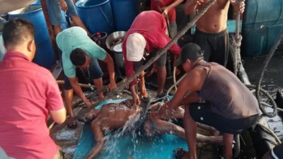 Tiga Nelayan Tewas di Dalam Palka KM Pulau Samosir, Diduga Terpapar Gas Berbahaya