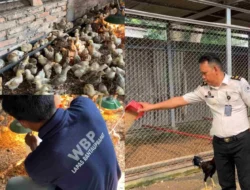 Perkuat Ketahanan Pangan, Lapas Rantauprapat Budidayakan 250 Bibit Ayam untuk Bekali Warga Binaan
