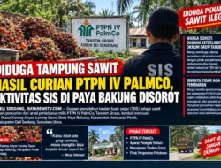 Diduga Tampung Sawit Hasil Curian PTPN IV PalmCo, Aktivitas Sis di Paya Bakung Disorot